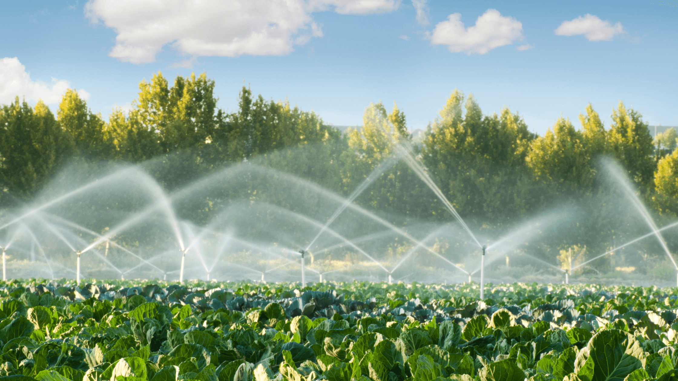 Irrigation